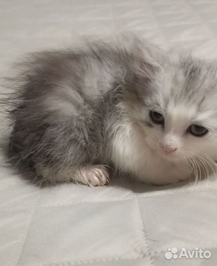 Сибирский котенок