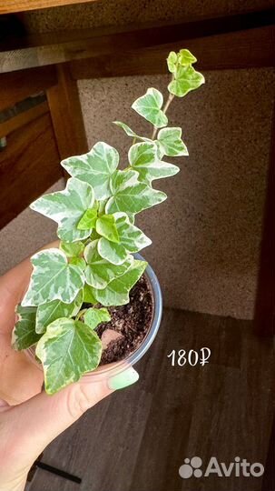 Отростки в ассортименте