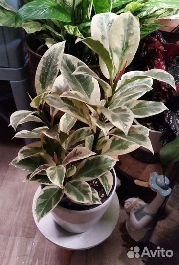 Фикус Мелани вариегатный