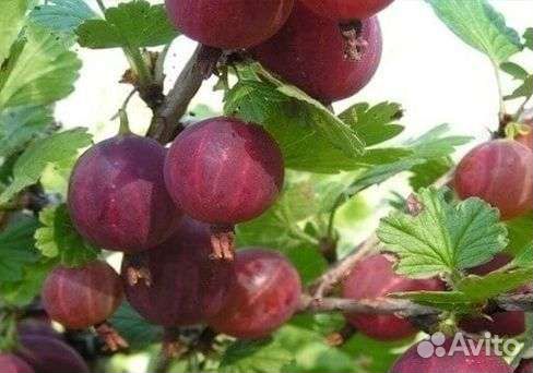 Крыжовник молодые кусты