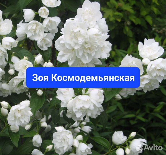 Саженцы махровых чубушников