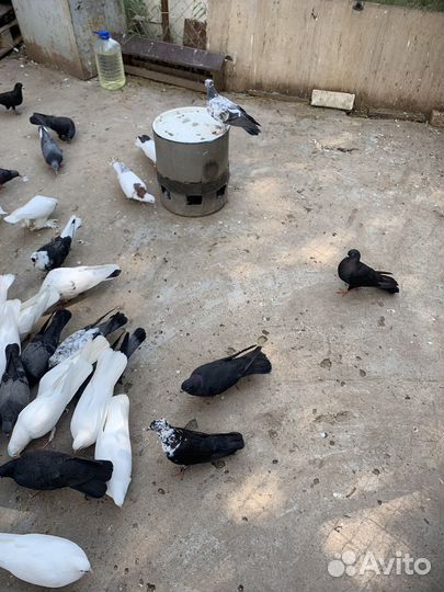 Продажа голубей