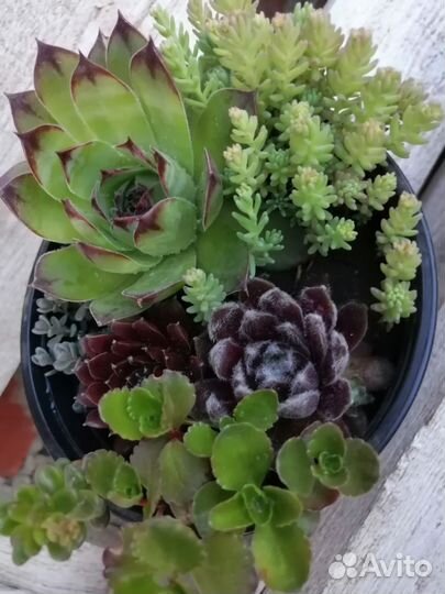 Суккуленты уличные