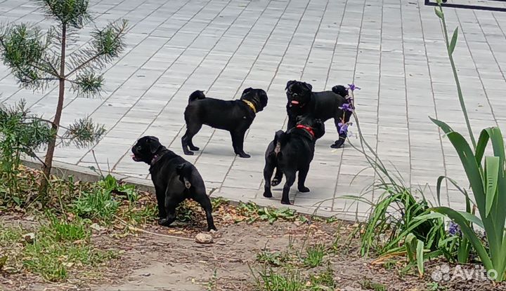 Щенки мопса