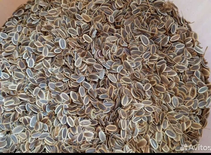 Семена укропа