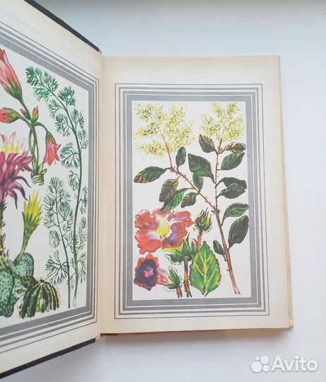 Комнатные растения в школе 1986г