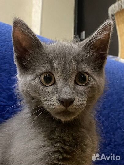 Серый котенок Арсений