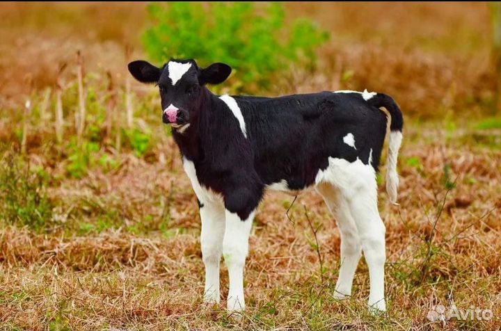 Телята бычки