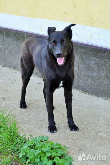 Хотим домой