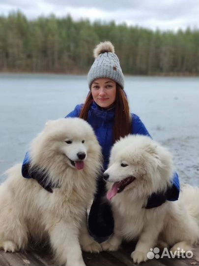 Догситтер / Передержка собак в Мурино