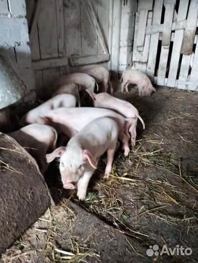 Поросята ландрас