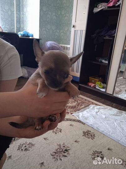Щенки чихуахуа