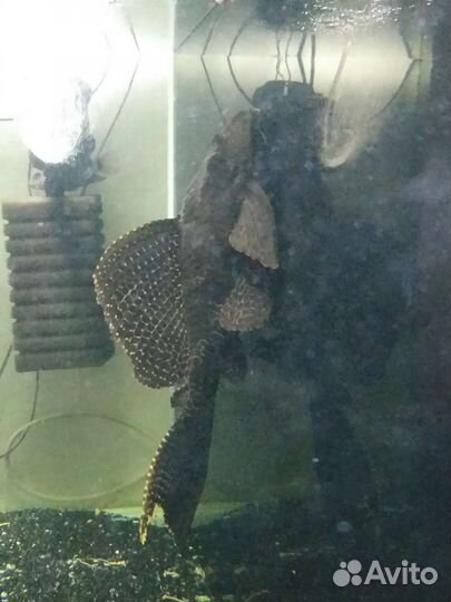 Птеригоплихт сом