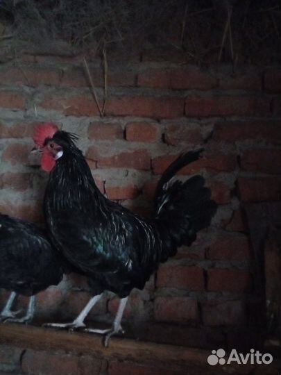Молодые петухи