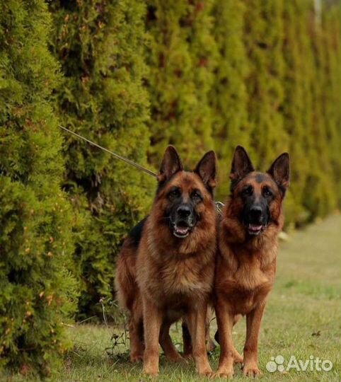 Немецкая овчарка