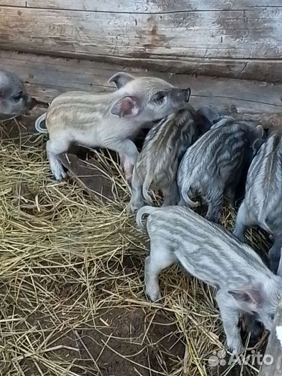 Венгерская мангалица