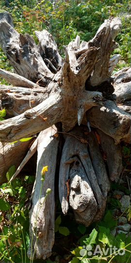 Коряга пень