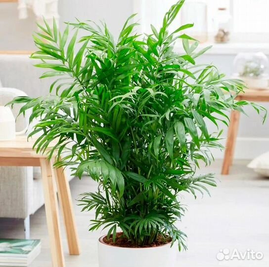 Хамедорея элеганс