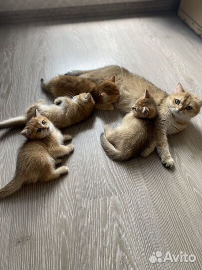 Британские котята