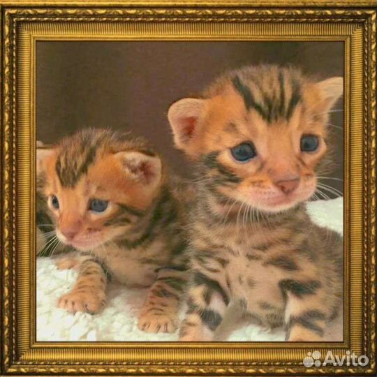 Бенгальские котята