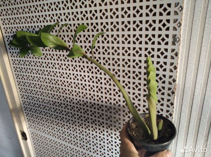 Замиокулькас