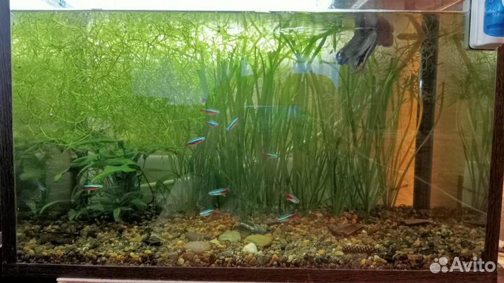 Аквариум с рыбками
