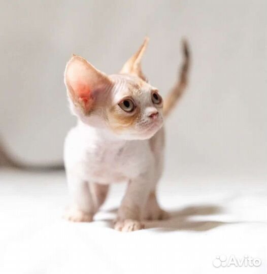 Котёнок Девон рекс