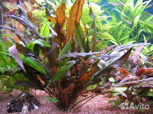 Аквариумные миролюбивые рыбки (Гуппи, пецилия)