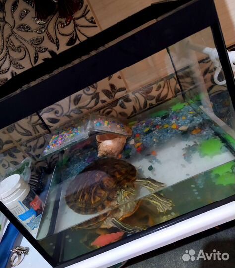 Террариум с красноухой черепахой