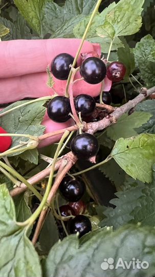 Смородина черная