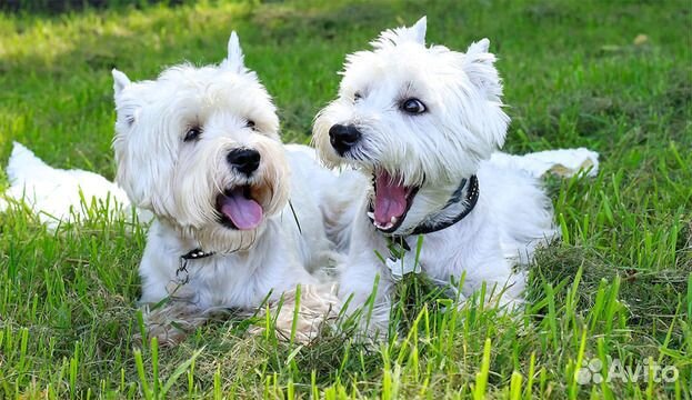 Вест-хайленд-уайт-терьер, девочка для вязки