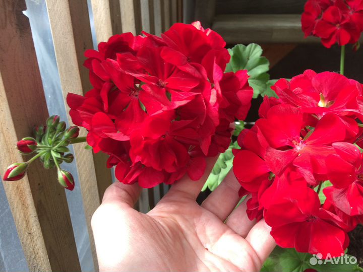 Герань пеларгония Calliope Dark Red