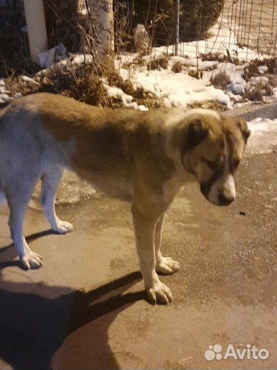 Собака алабай