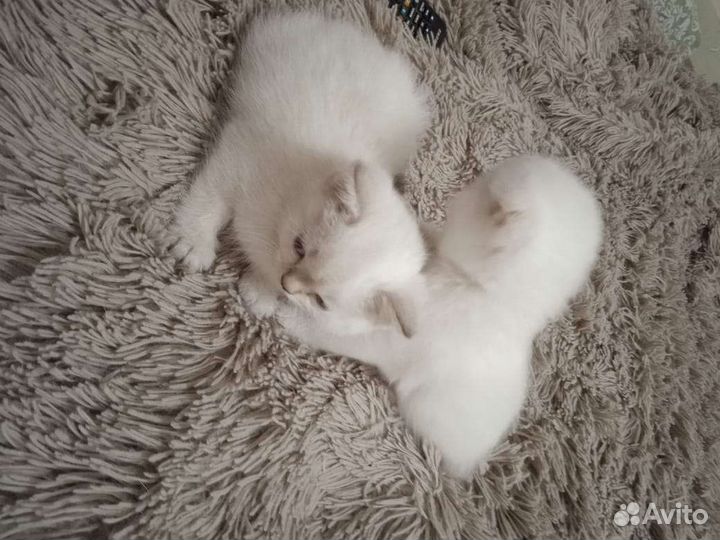 Шотландские котята