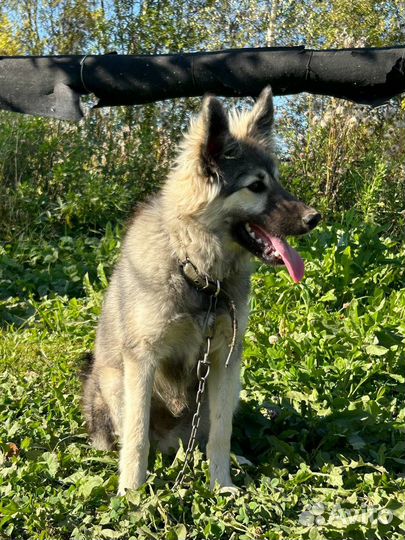 Собака в добрые руки отдам бесплатно