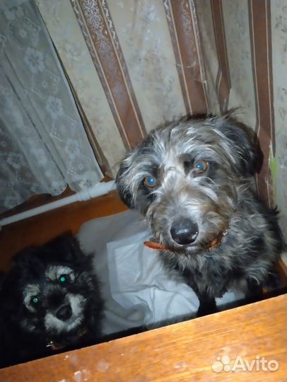 Дуся - стерилизованная красотка