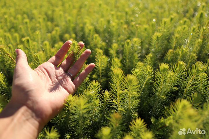 Сеянцы ели и сосны зкс