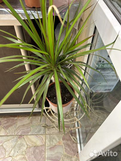 Драцена маргината