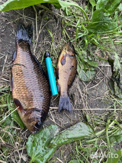 Рыбалка на частном водоёме 100 % клёв