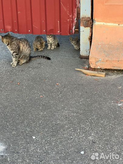 Котята в добрые,заботливые руки