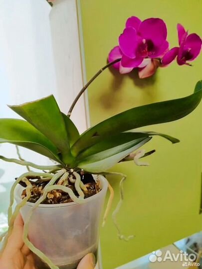Орхидея фаленопсис