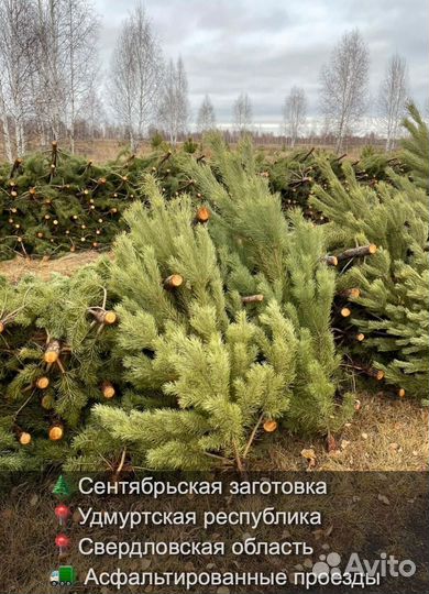 Сосна сентябрьская новогодняя опт