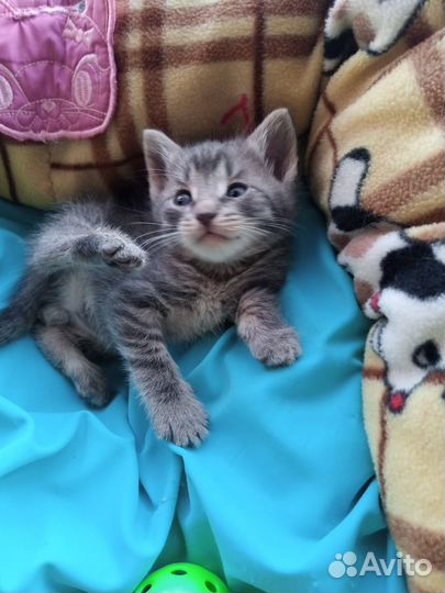 Котенок в добрые руки