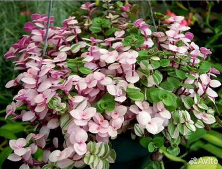 Кализия розовая пантера