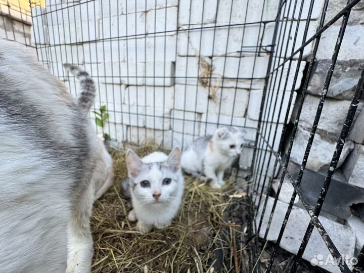 Котята бесплатно