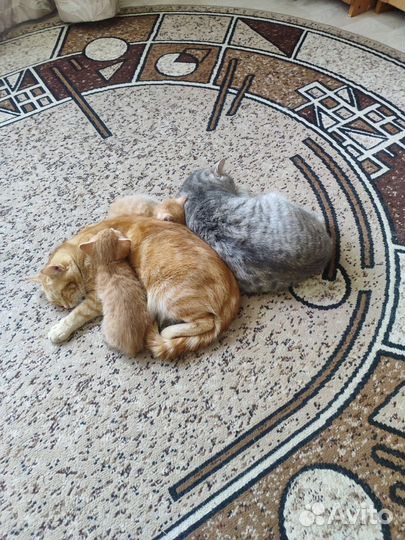 Котята в добрые руки бесплатно