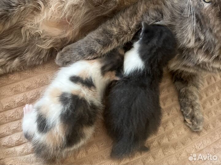 Котята в добрые руки даром