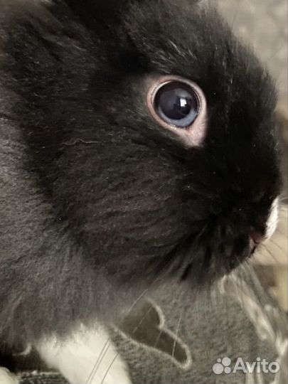 Декоративный кролик бесплатно