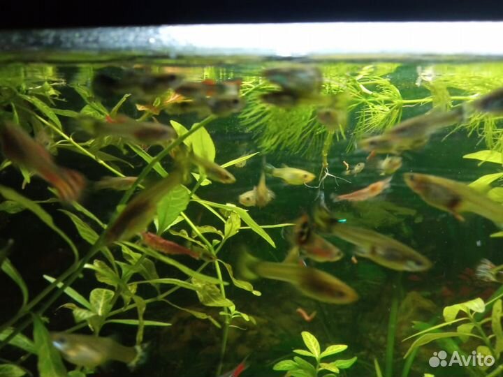 Гуппи ковровые, Велифера,Креветки чери, Сомики