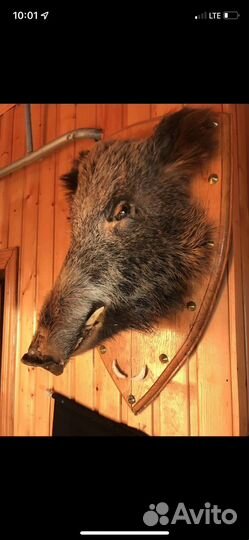 Голова кабана